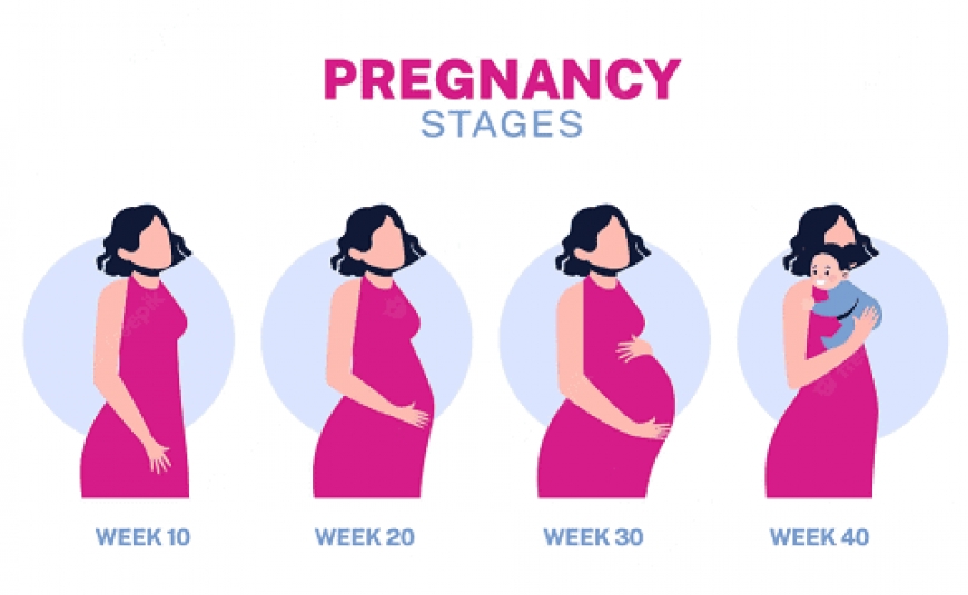 راهنمای هفته به هفته بارداری | دکتر مرجان امینی در تبریز